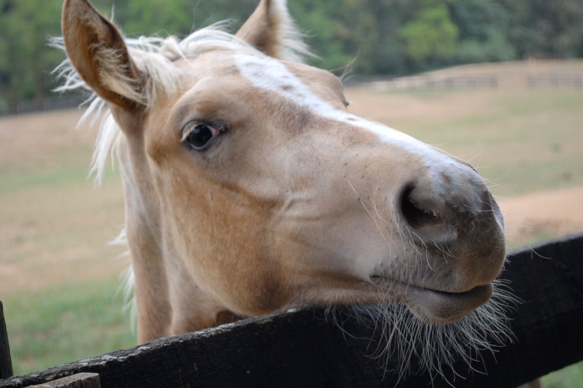 Лошадь улыбается