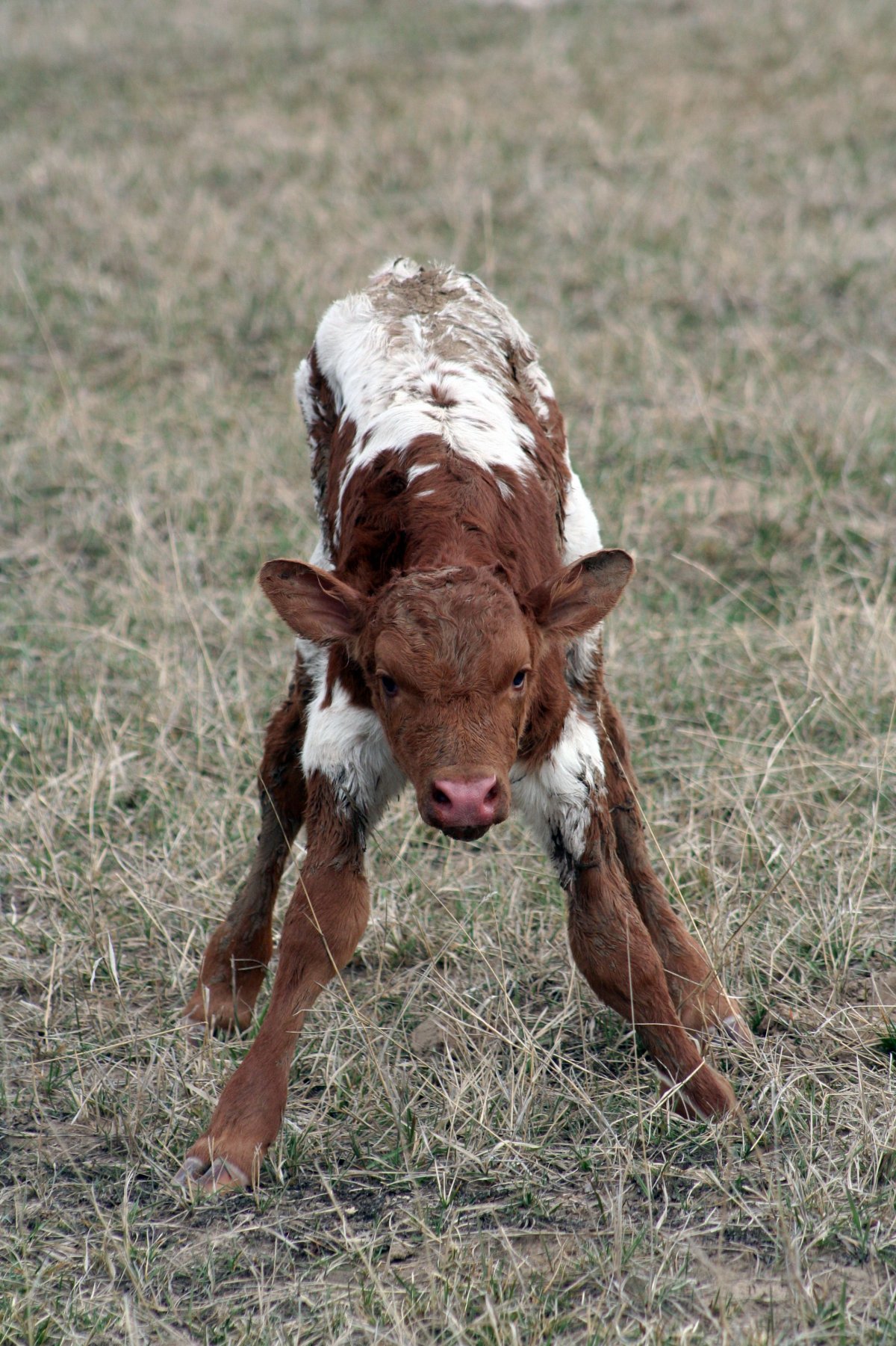 Коричневый теленок