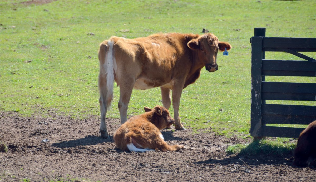 Вукол Телятник (Жуколы)