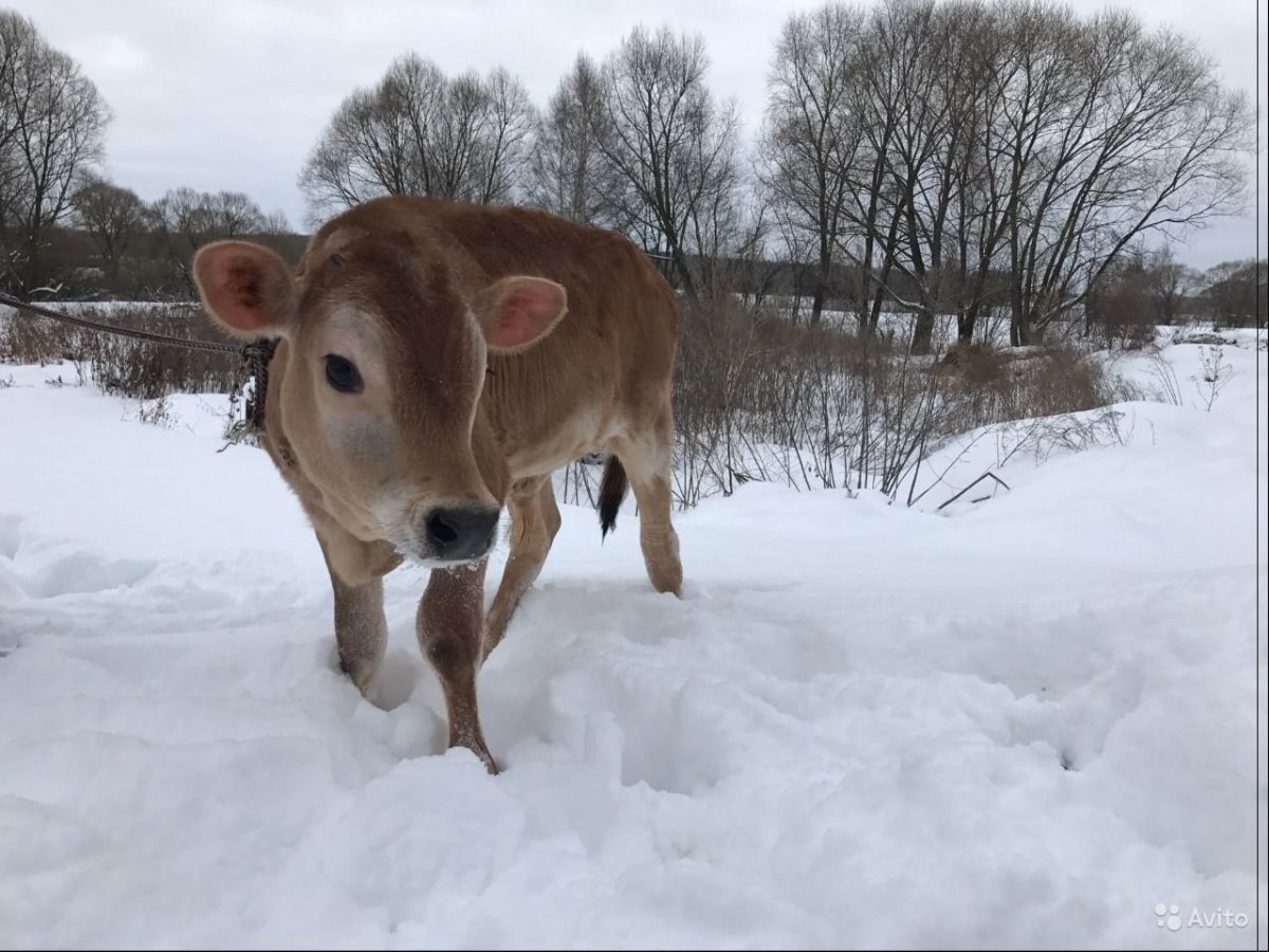 Коровы и телята