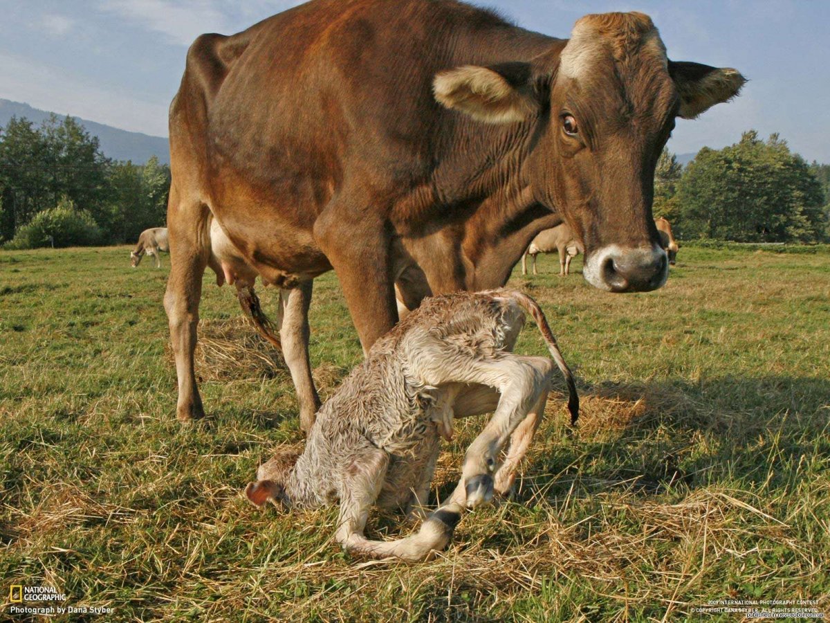 Делёнок новорожденный