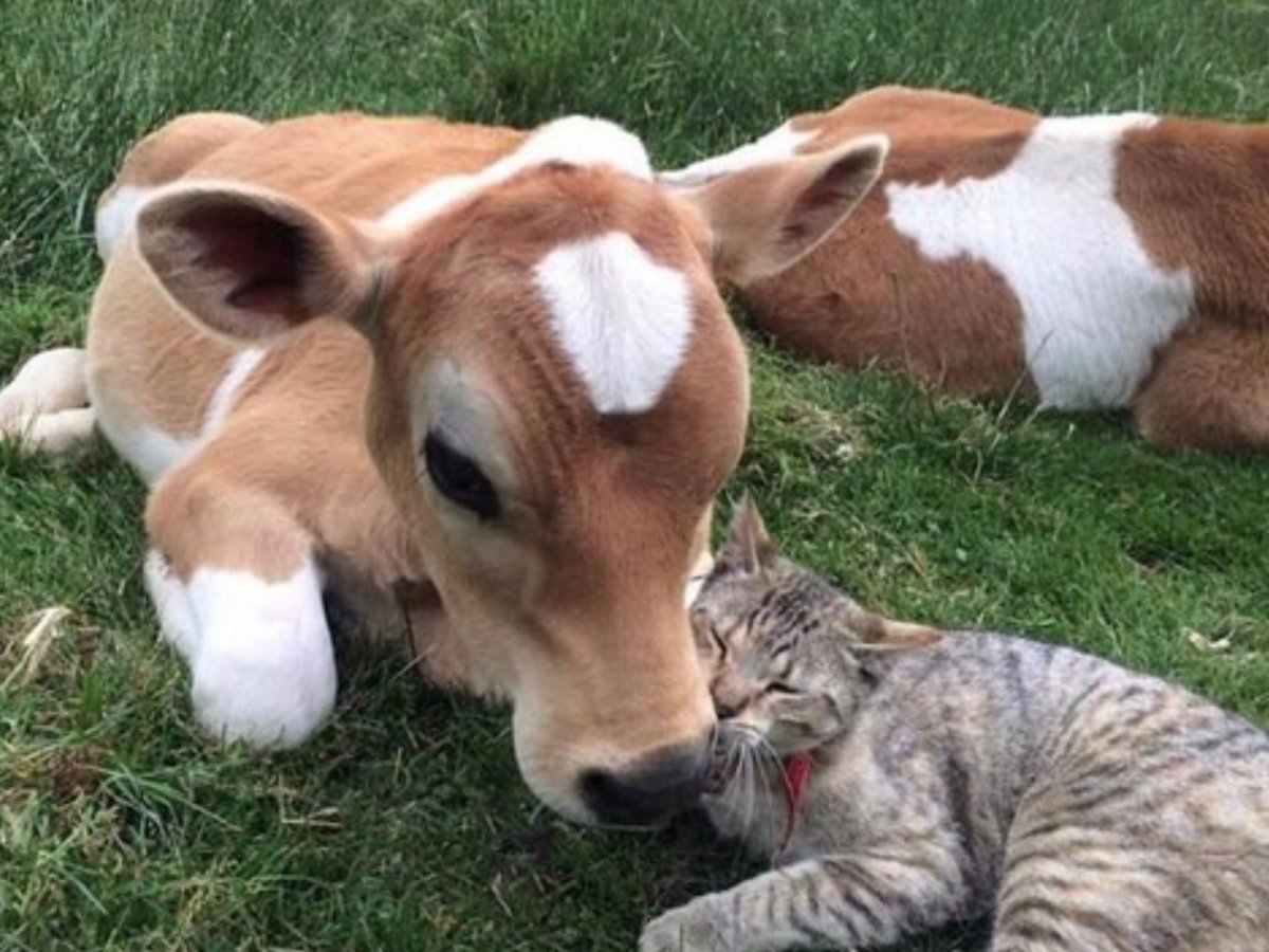 Маленький новорожденный теленок