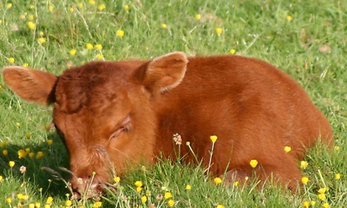 Бычки и телята симменталы