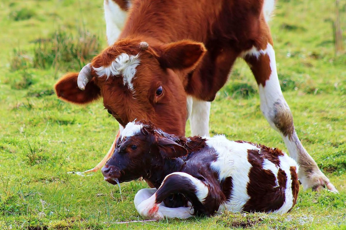 Однодневный теленок