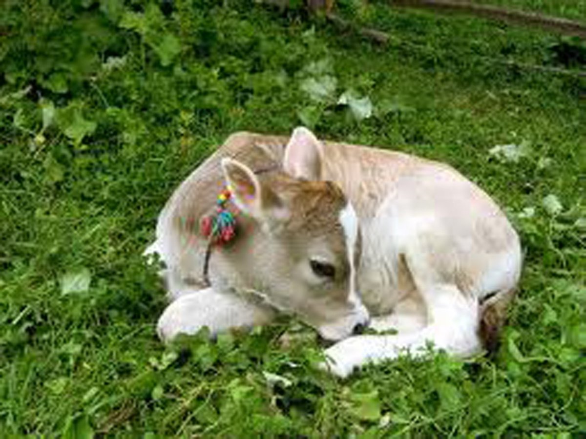 Calves Newborn