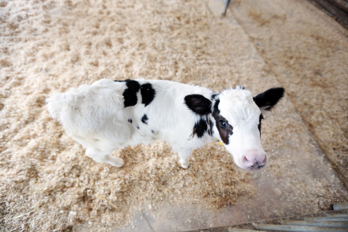 Две маленькие телята