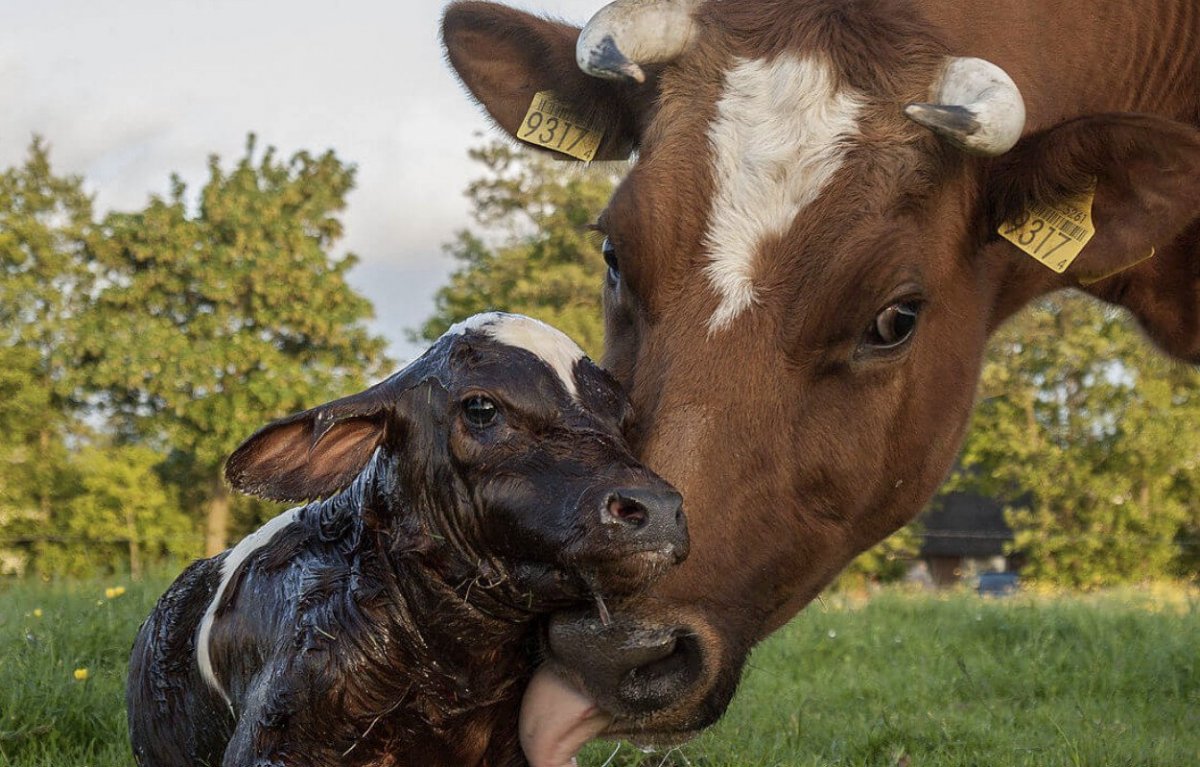 Фото годовалых телят