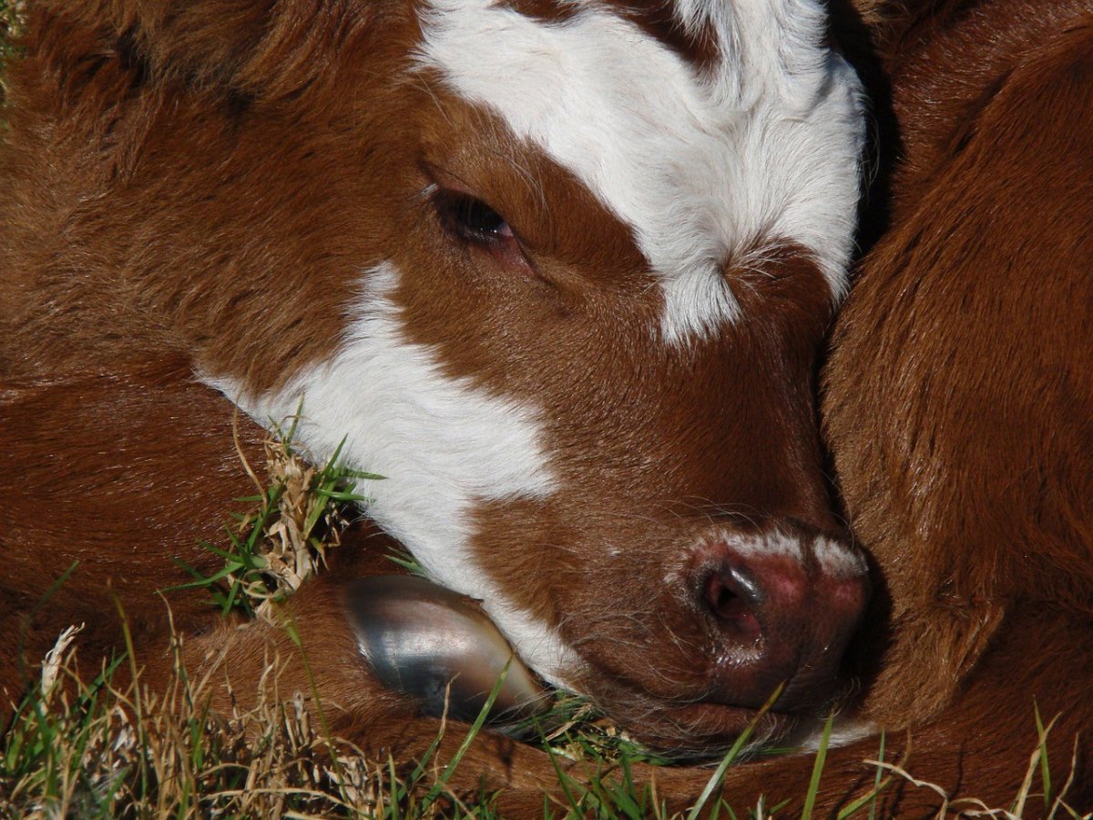 Теленок серебристый