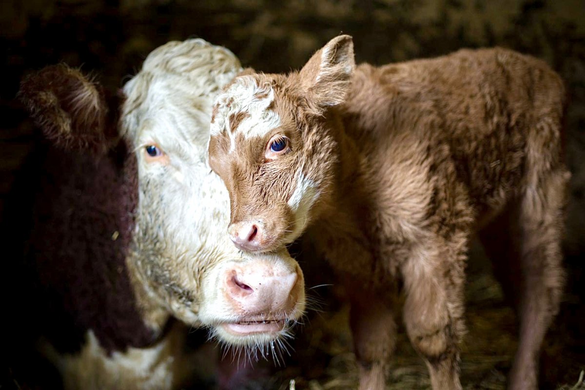 Телята похожие на оленят