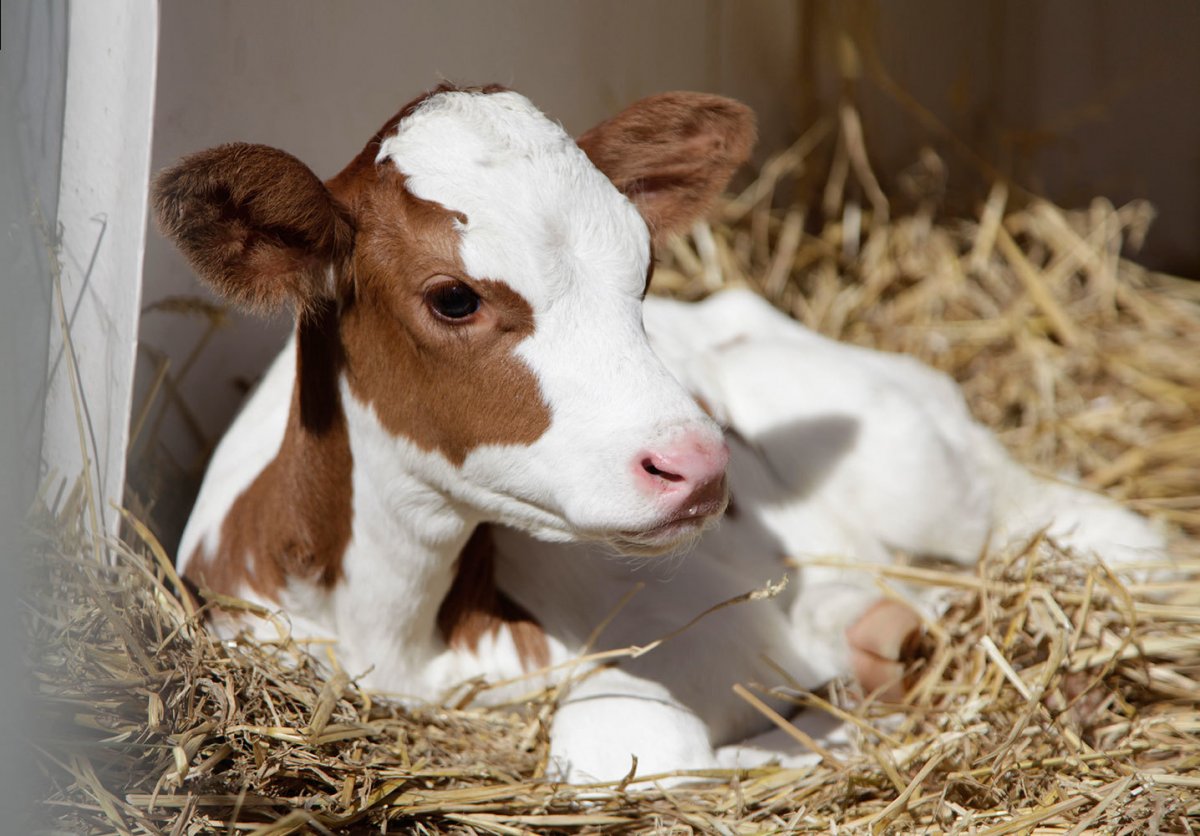 Белый бычок