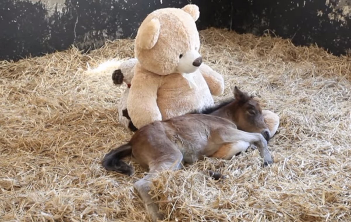 Телёнок облизывает