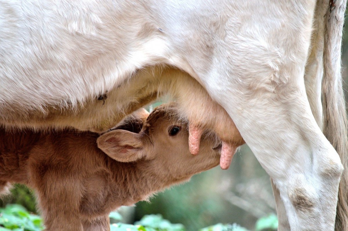 Животное похожее на белого теленка