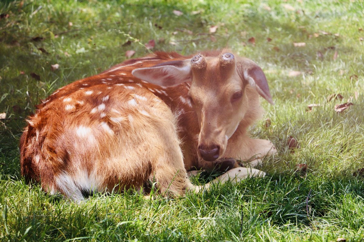 Сосание коровы теленком