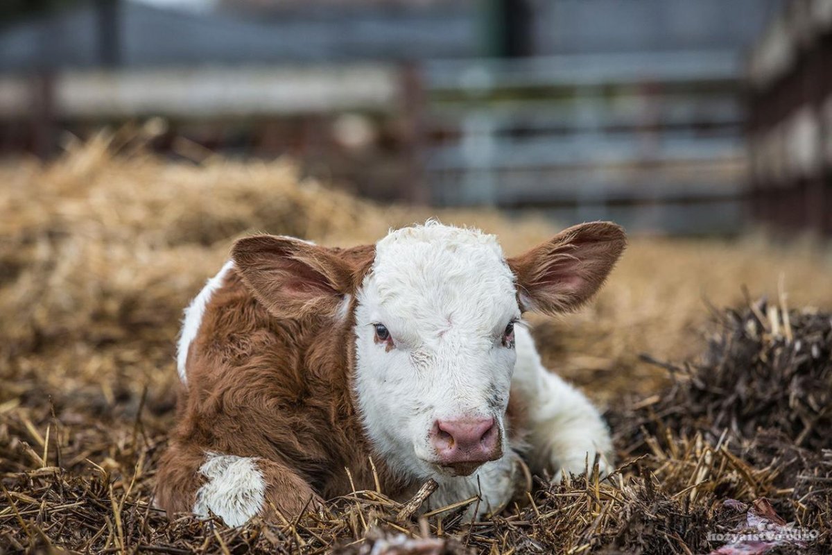 Красный теленок