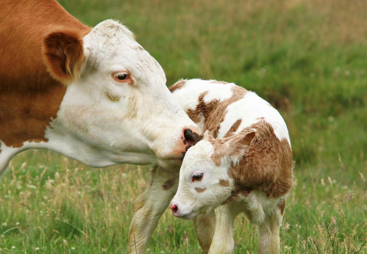 Собака и корова