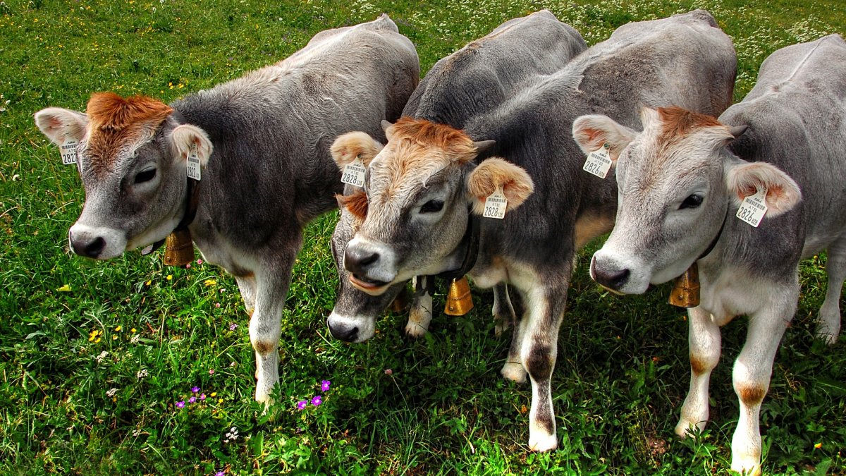 Милый теленок