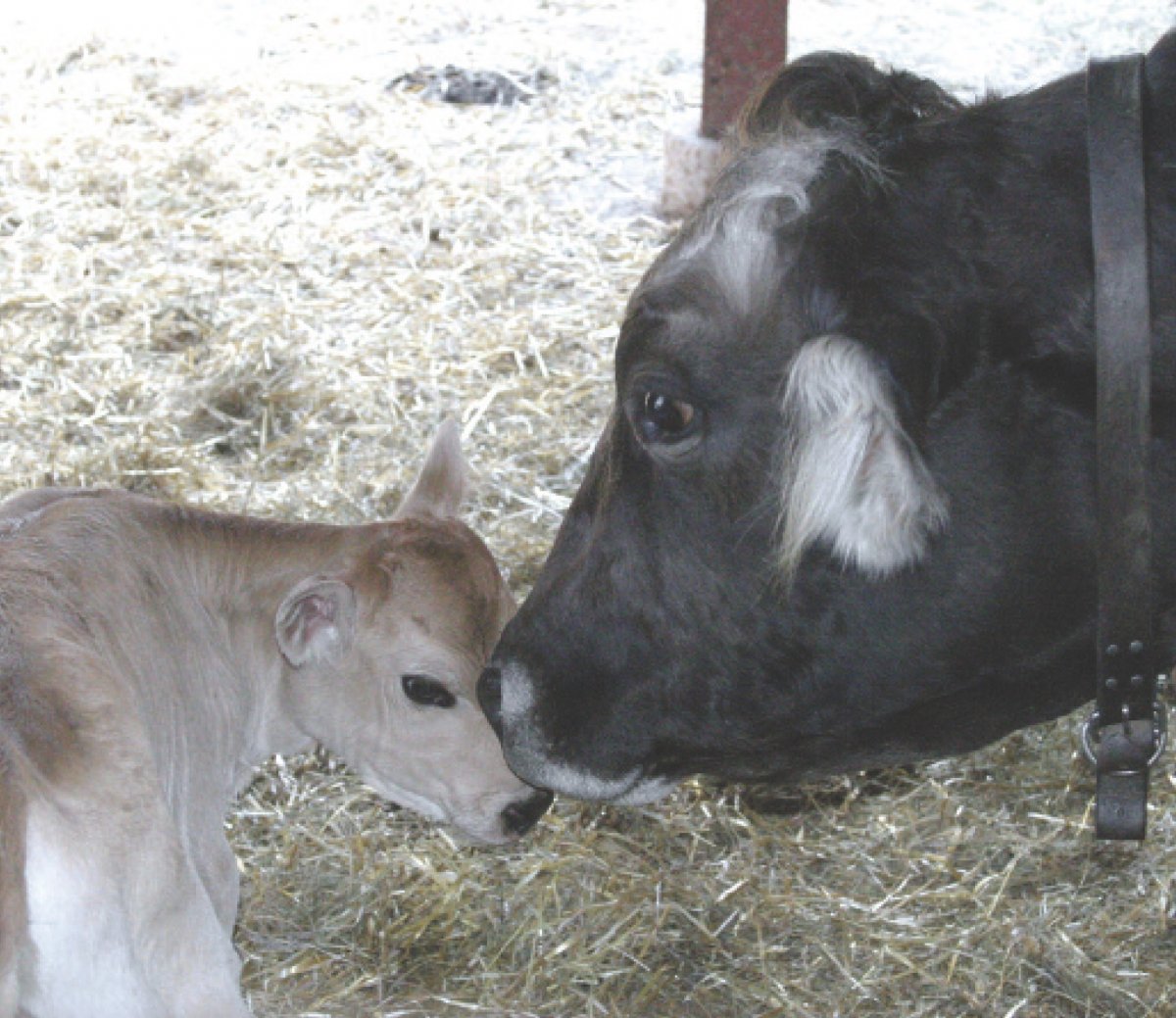 Корова и новорожденный теленок