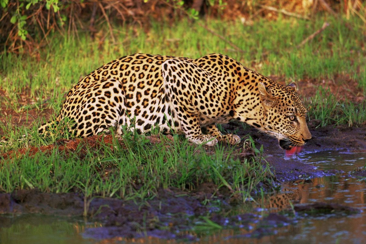 Леопард на водопое