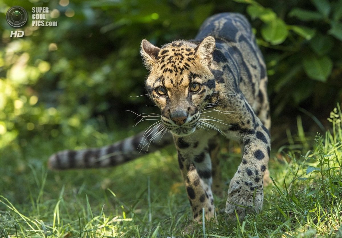 Борнейский дымчатый леопард