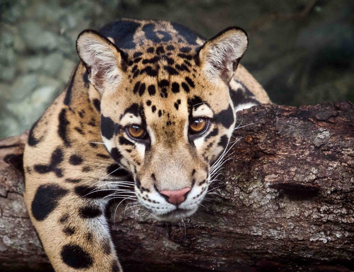 Животные субтропиков