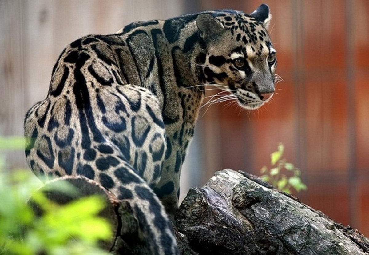 Дымчатые леопарды (Neofelis)