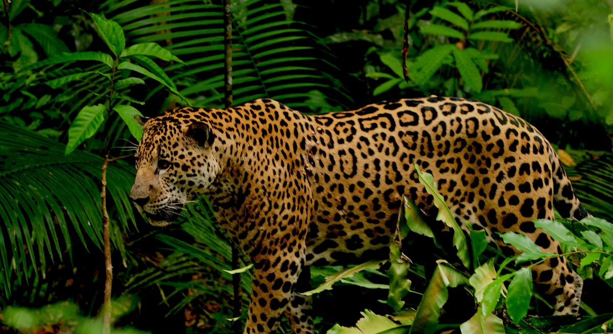 Ягуар Колумбия