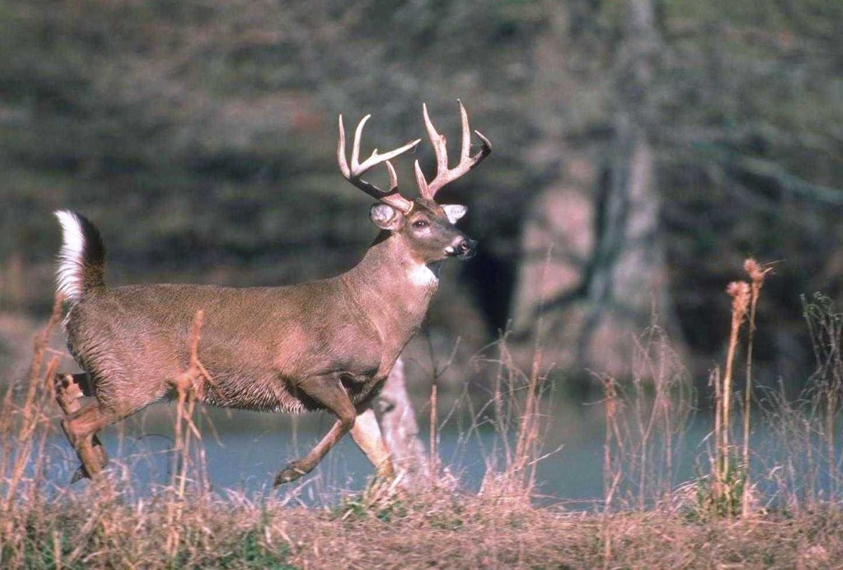 Фауна субтропиков России