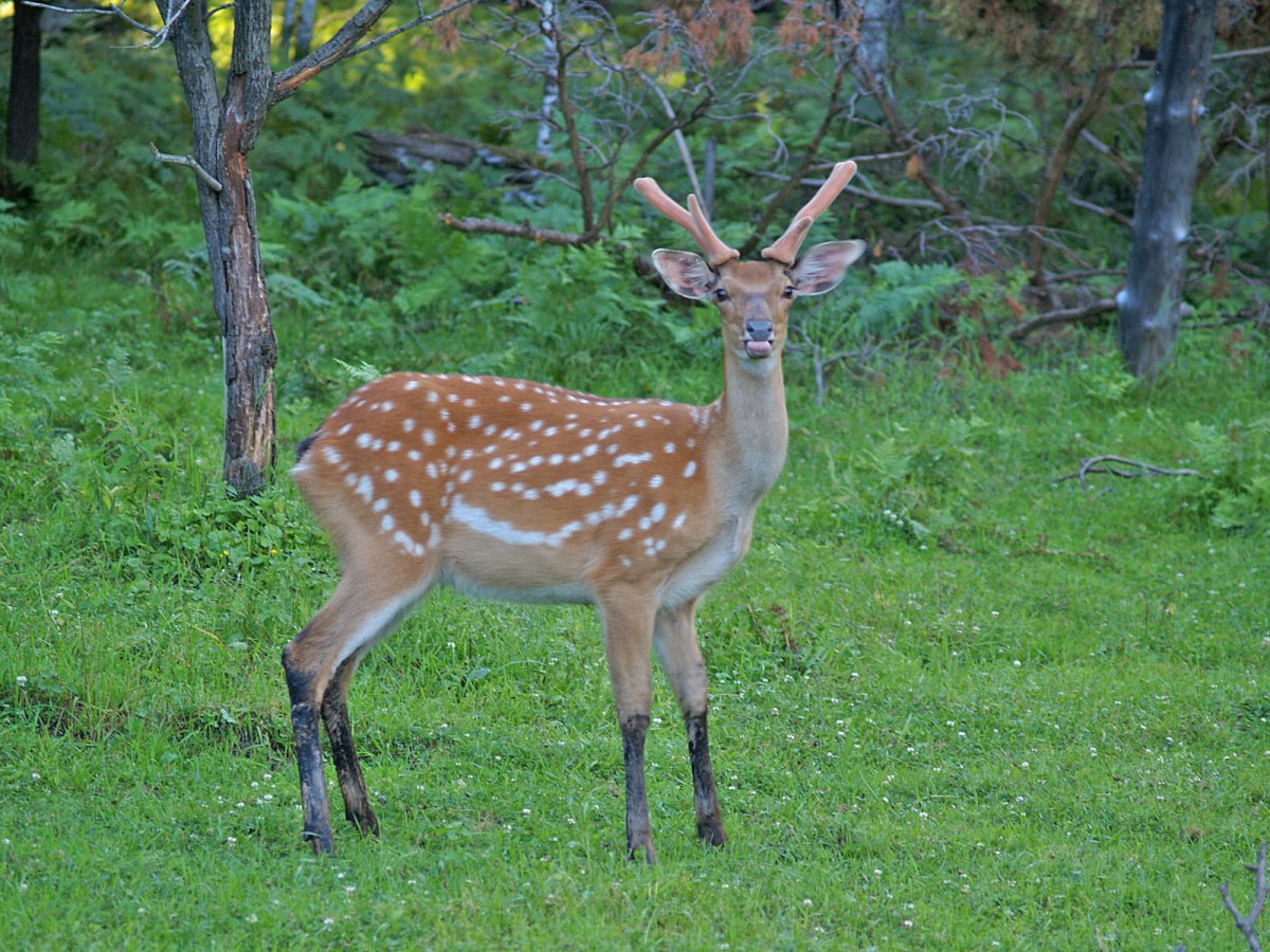 Пятнистый олень Лазовский заповедник