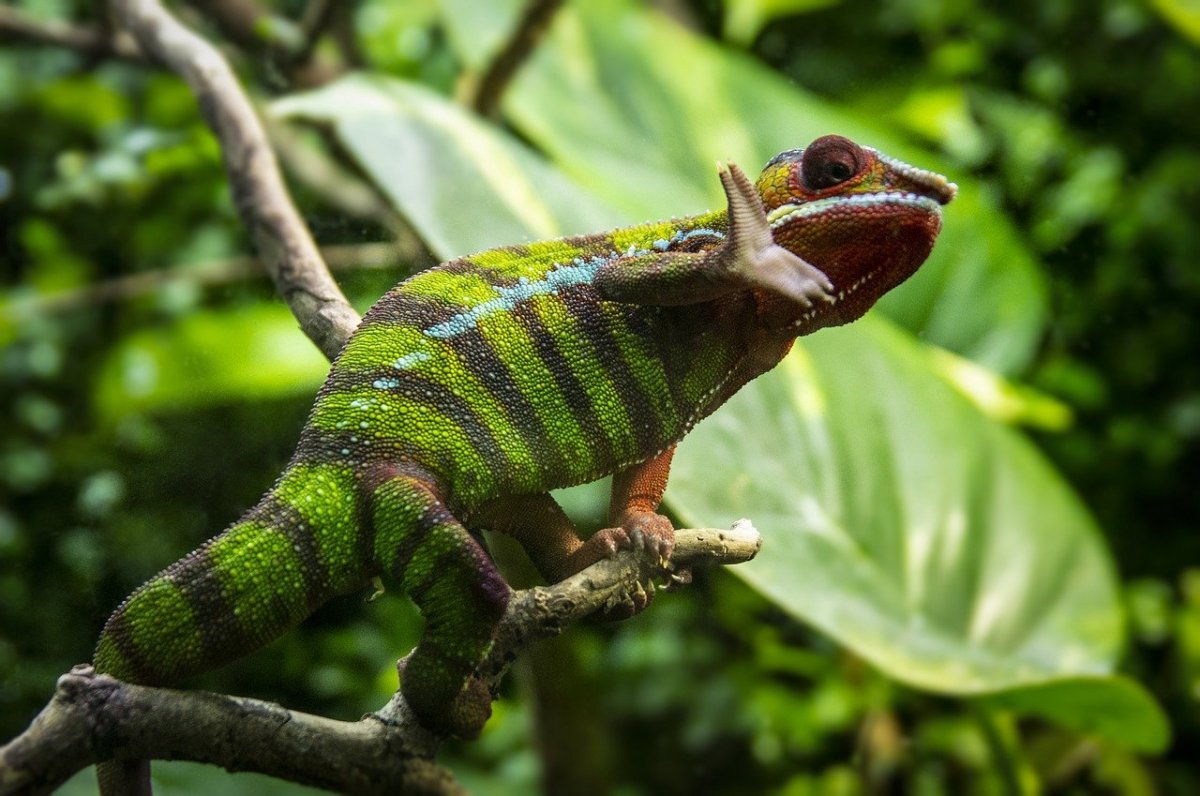 Животные в субтропиках хамелеоны