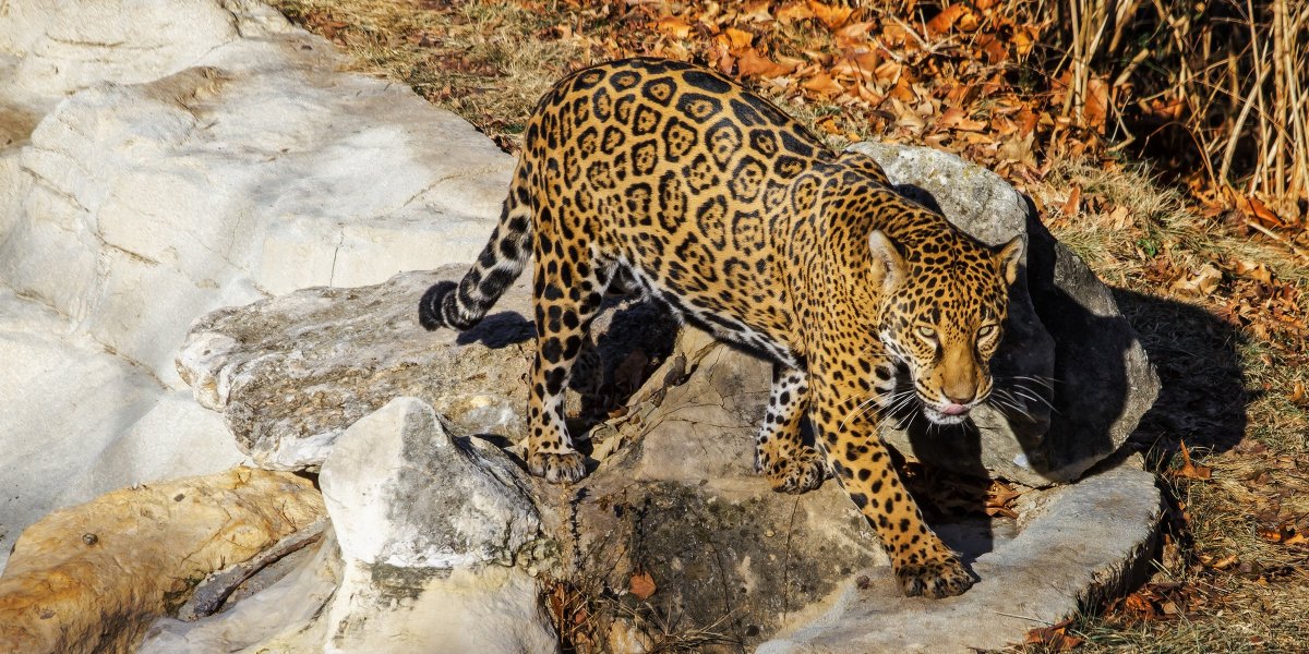 Мексиканский Ягуар