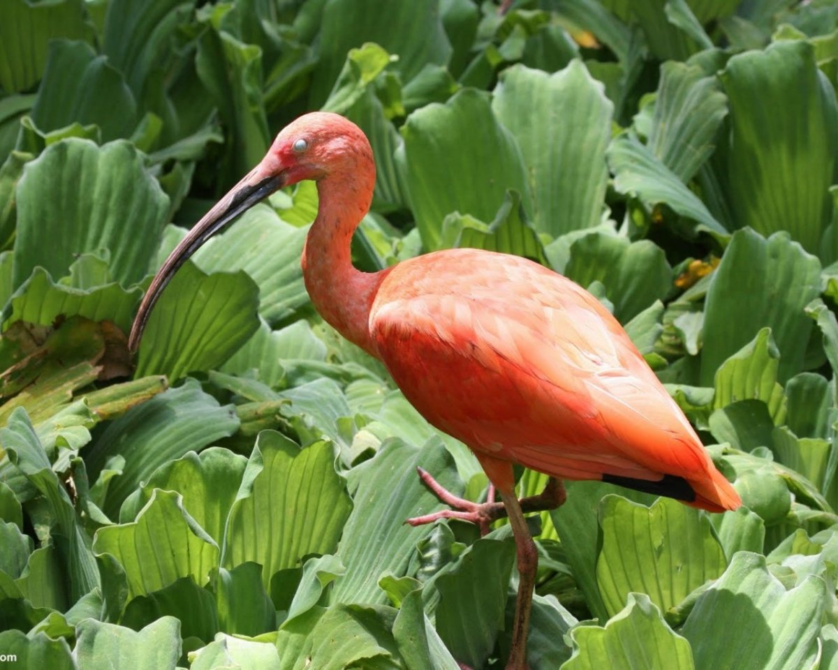 Птицы субтропиков