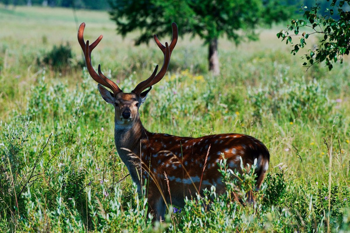 Пятнистый олень в Самарской области