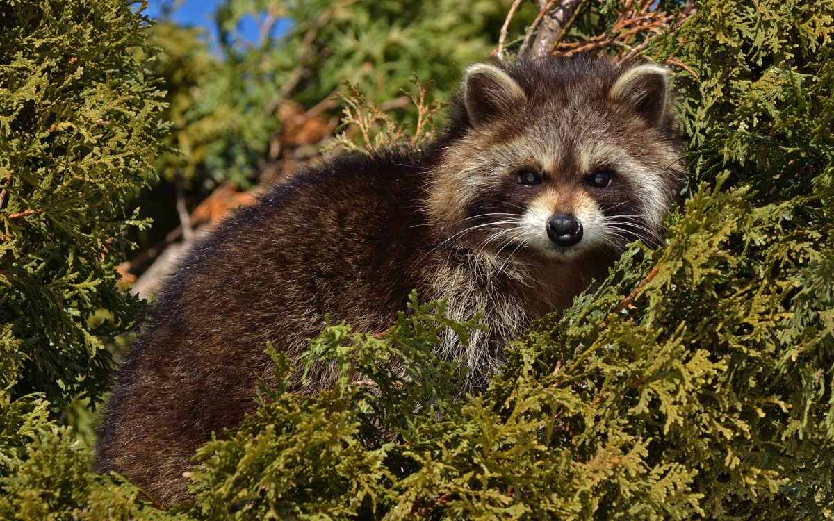 Осенний енот