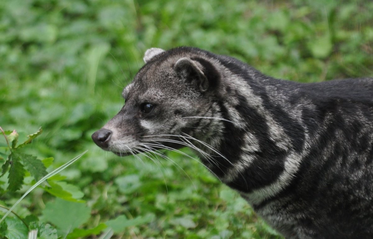 Животный мир субтропиков