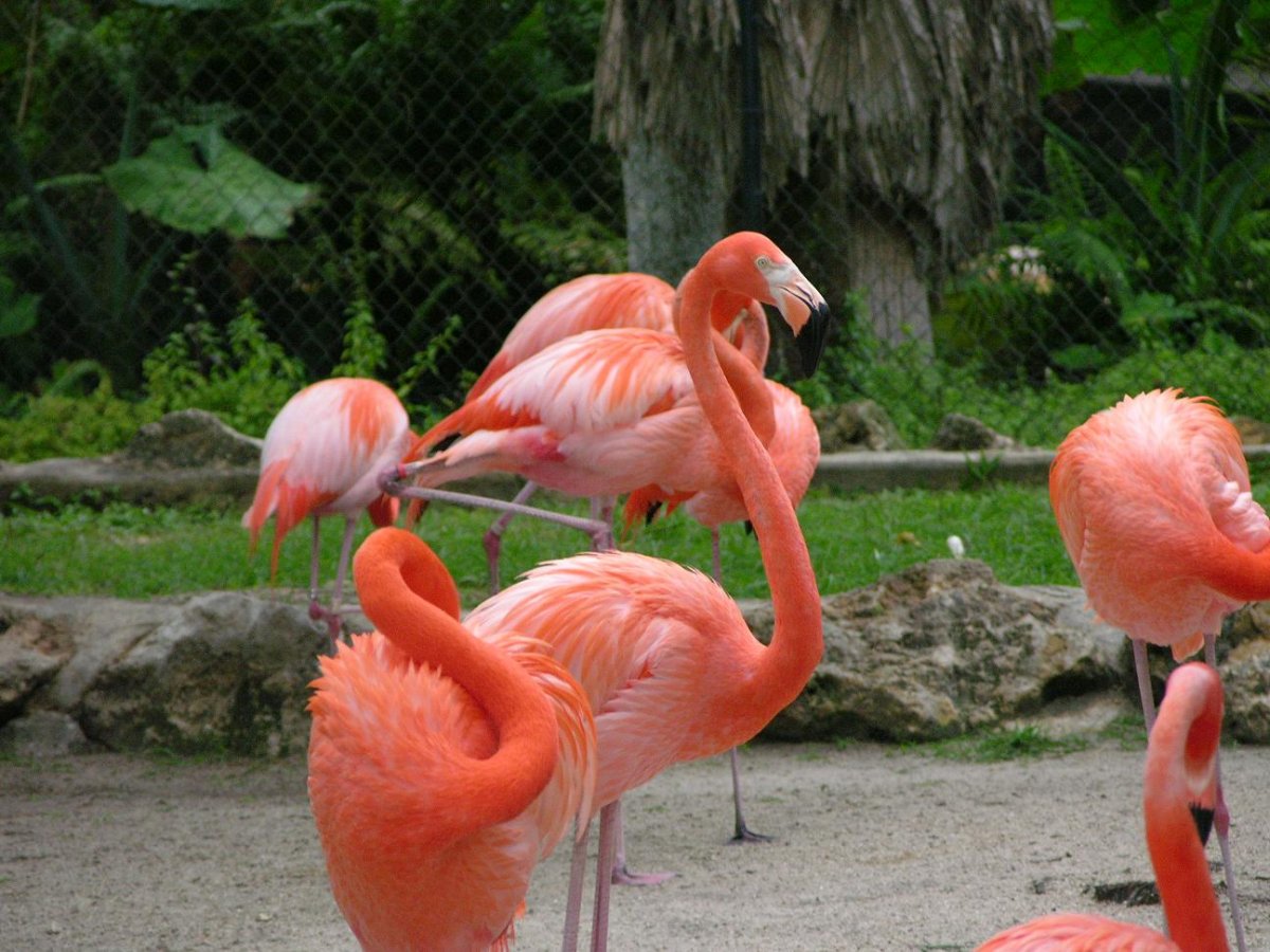 Животные субтропиков России