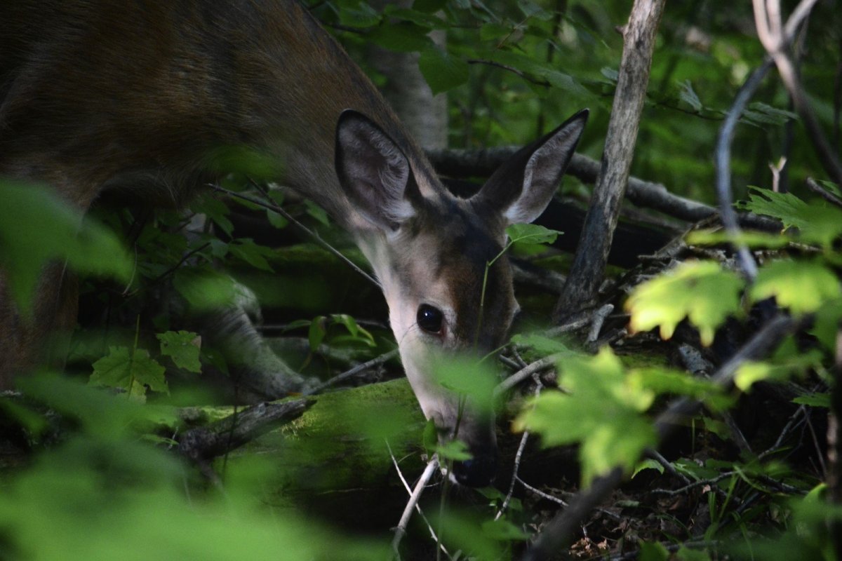Травоядные животные леса