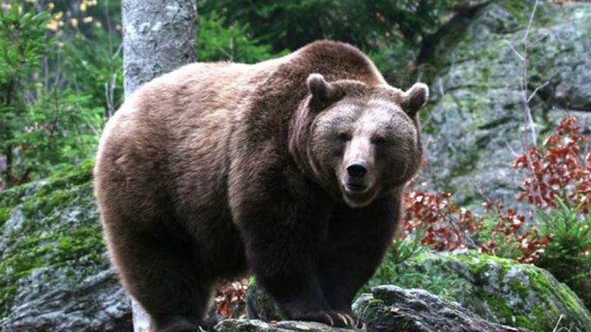 Кавказский заповедник бурый медведь