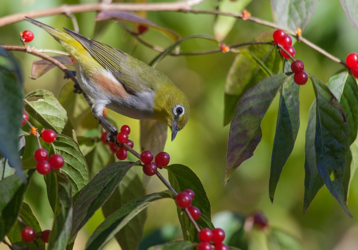 Птицы субтропиков России
