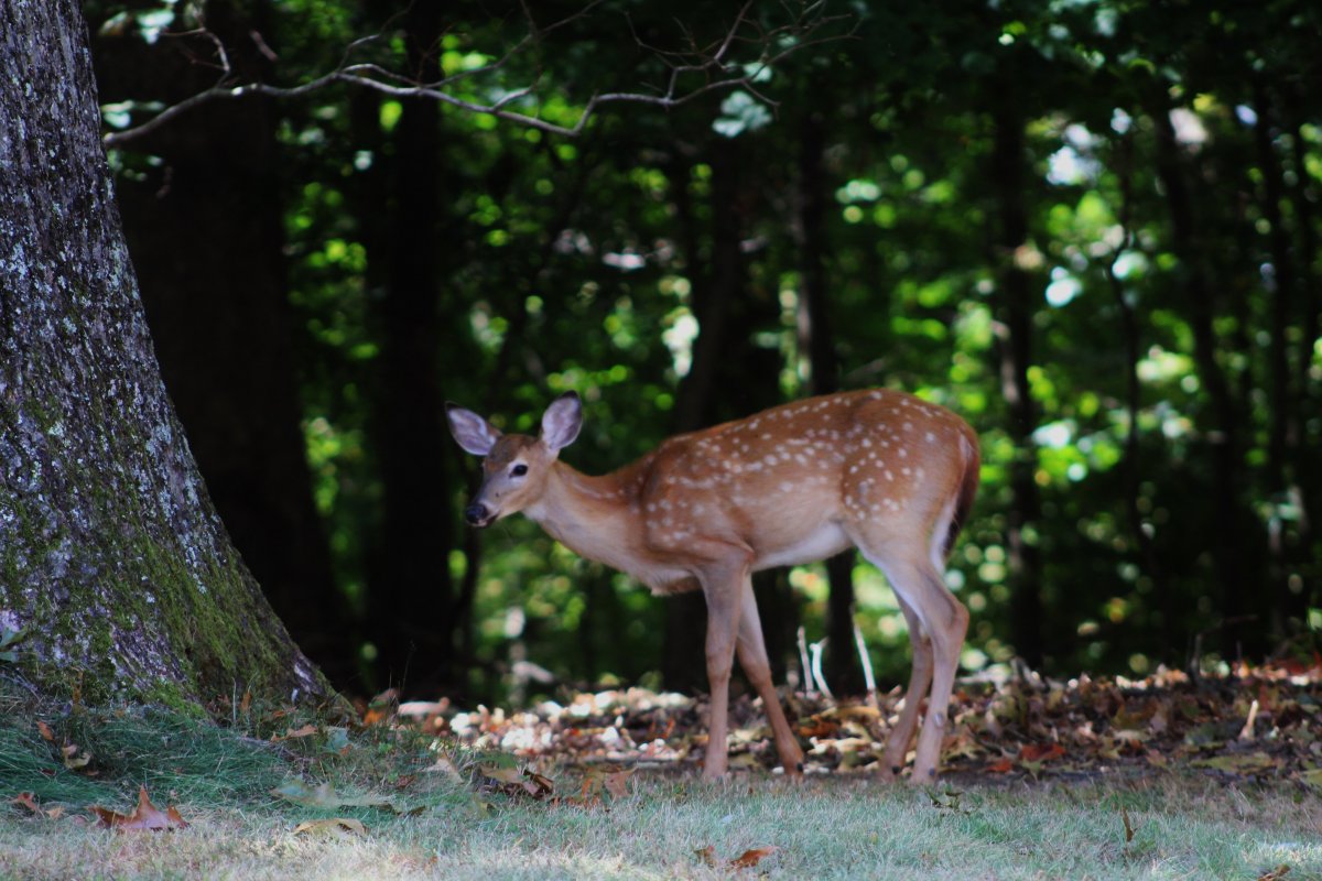 Белохвостый олень пятнистый