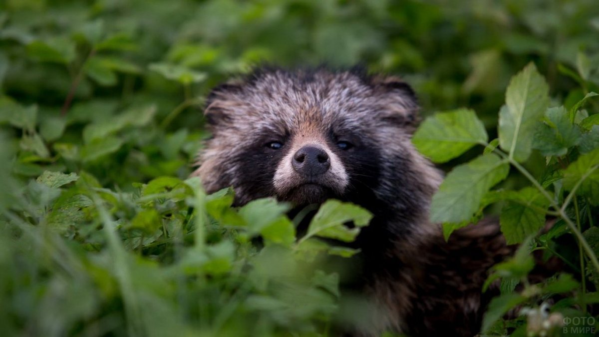 Енотовидная собака субтропики