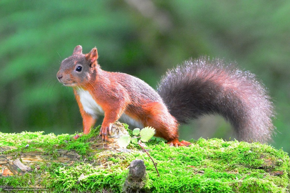 Широколиственные леса животный мир белка
