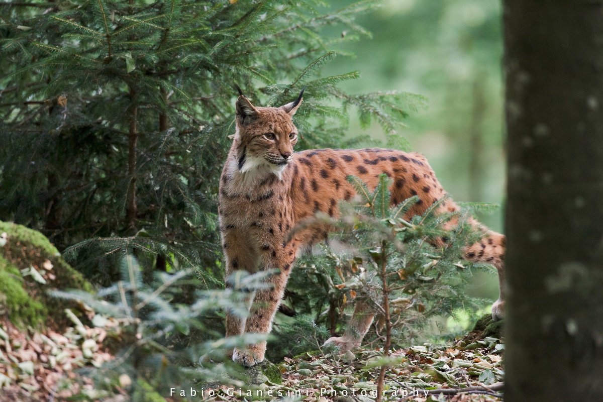 Евроазиатская Рысь