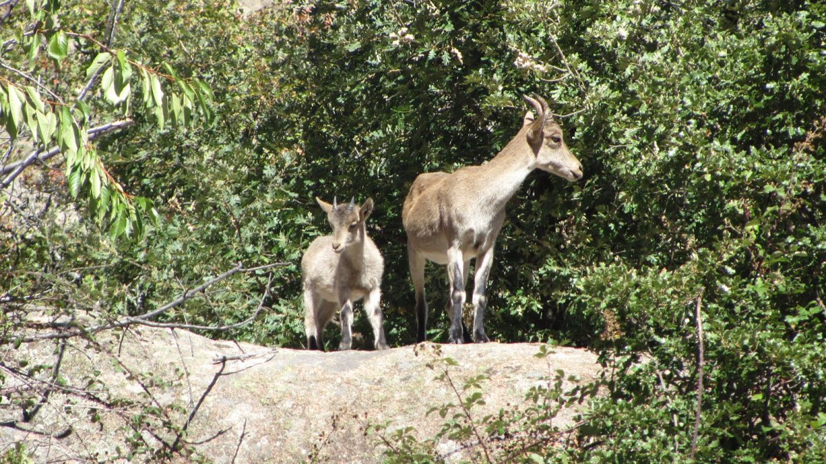 Фауна субтропиков России