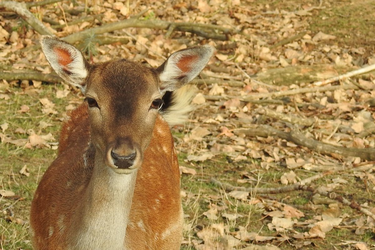 Косуля в субтропиках