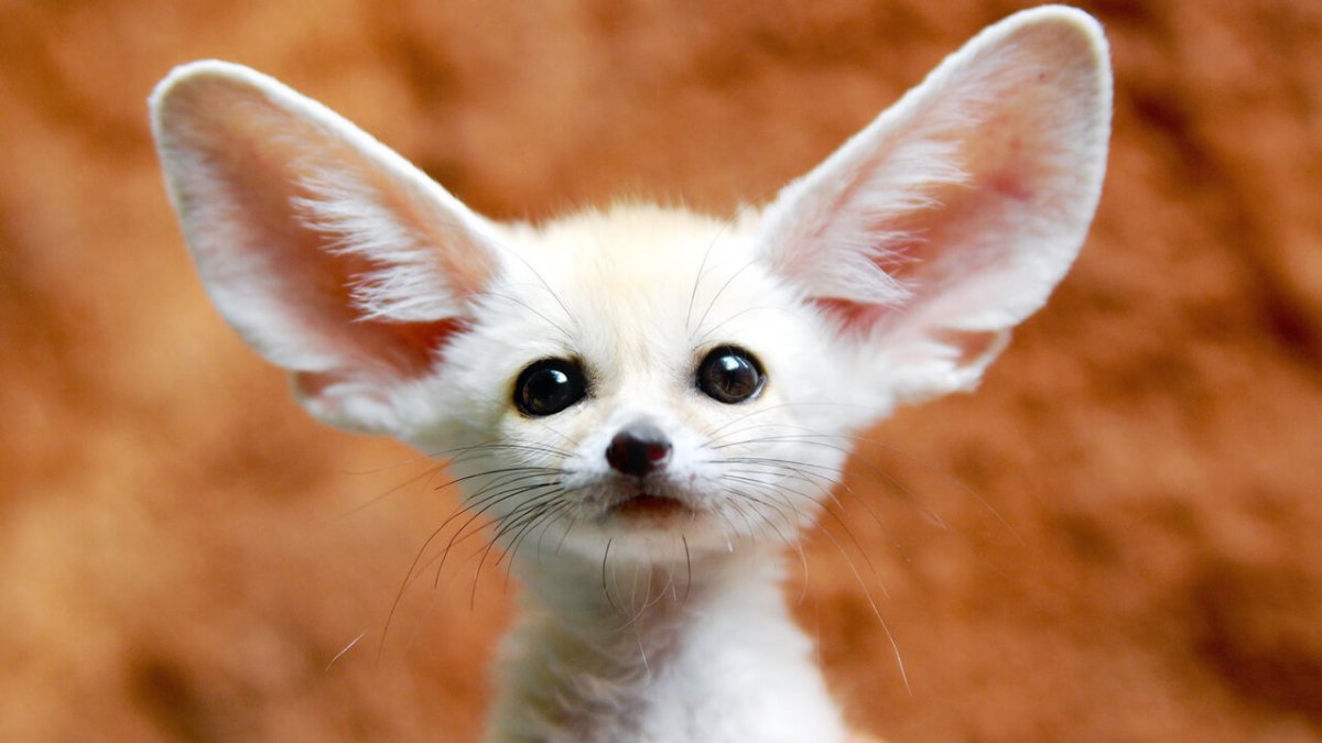 Феннек Шэнд