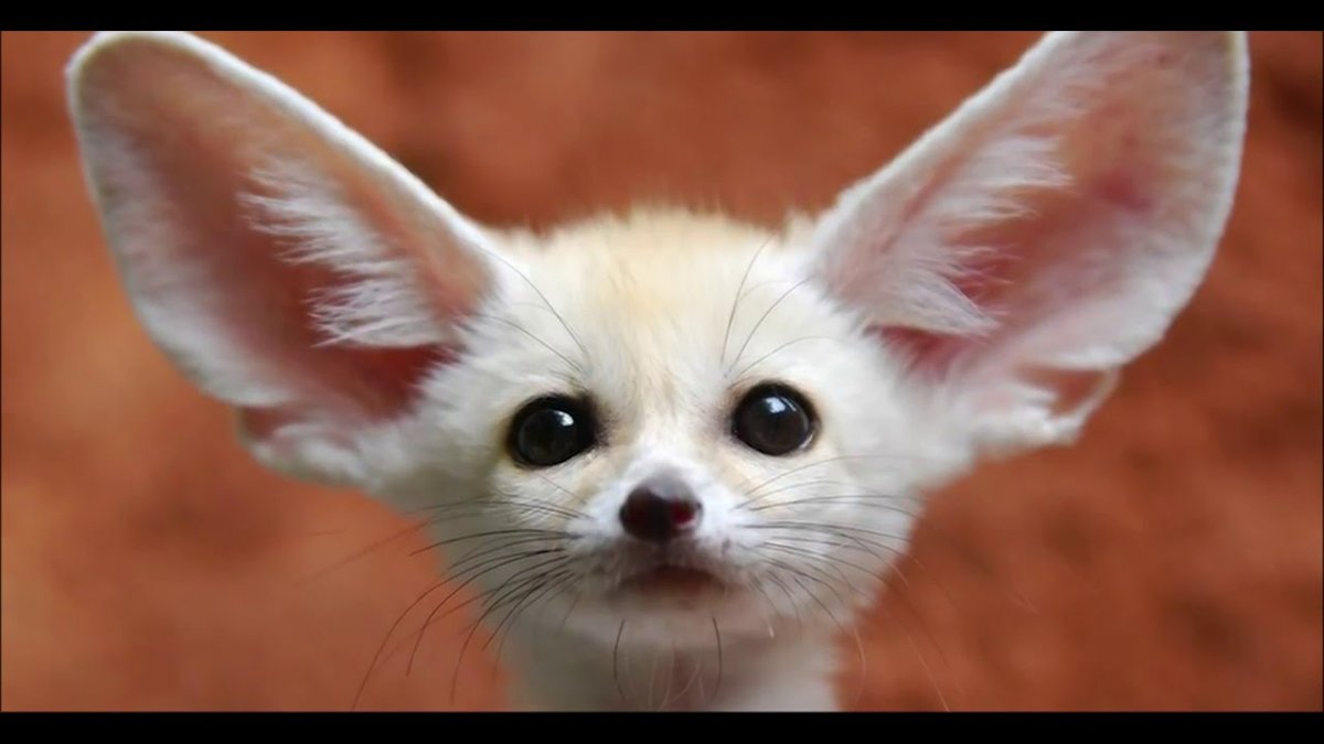 Ушастый зверек