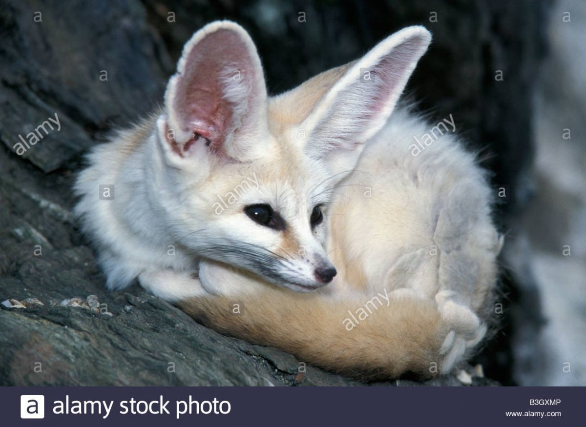 Фенек белый