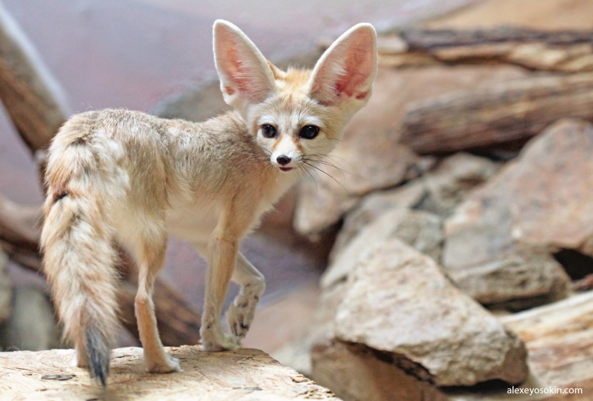 Фенёк в полупустыне