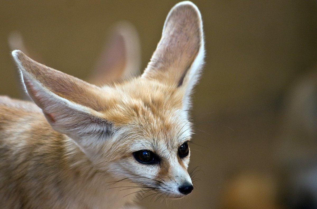 Лиса фенек