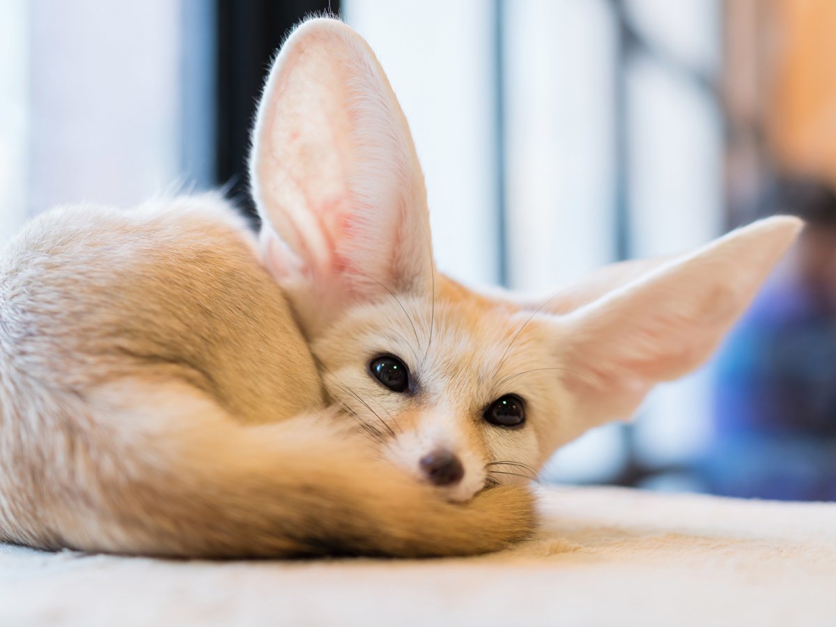 Ушастый Лисенок фенек